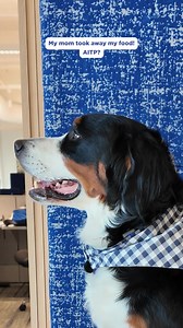 22K views · 10K reactions | Is our sweet potato thief the problem? Comment your verdict  | Hill’s Pet Nutrition | Facebook