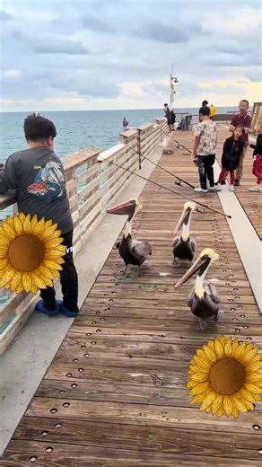 mi papi chulo (@ssss7aaaaoo9)’s videos with Las Gaviotas - Los Caminantes