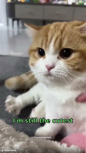 Angry But Cute: Cats Edition 😾💖#cat #angry #animals