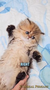 Peek-a-boo Purrttyy Kittyy! Featuring Iliya, the golden girl. | Ethereal Persians