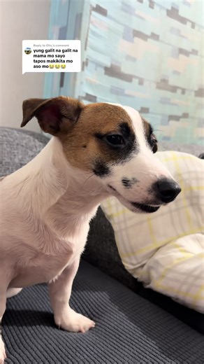 Laughing Dog Memes That Will Make You Cry