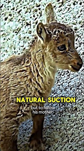 This Mountain Goat Has ZERO Fear 😳🐐 | Gravity-Defying Animal!”mountaingoat facts,wildlife animals,