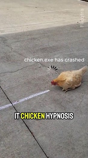 Is Chicken Hypnosis Real ? 🐔