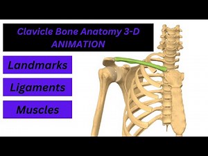 CLAVICLE BONE ANATOMY: Ligaments ,Muscles & their Actions & Bony Landmarks with 3-D Animation