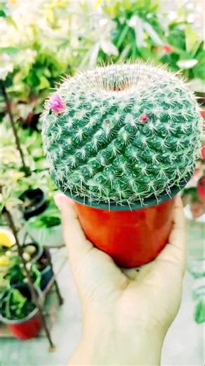 pincushion mammillaria cactus quick care tips