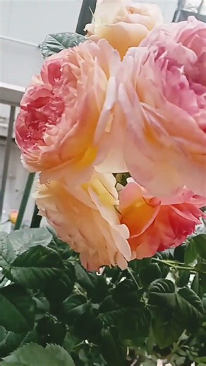 今日のバラ 1番綺麗な色のバラ ＃ガーデニング＃ロソマーネジャノン#ローズ #rose