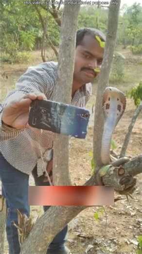 Serpent mortel ou inoffensif ? Reconnaissance instantanée