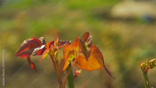 Red and orange rose leaves contrast sharply with green stems, showing the ongoing transition between seasons. Each phase of the roses growth cycle brings unique elements of renewal and change