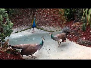 Two Peahens Fight Over Peacock