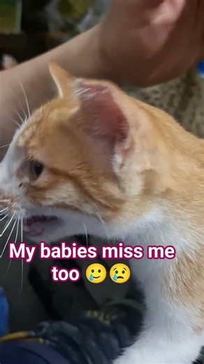 miss you too papa.🐱🦝 #catsloveisforever #beautyofnature description below 🔽