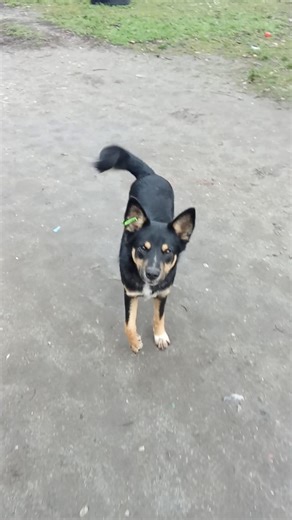 Dogs 🐶🐕#オリジナル曲 #vocaloid #歌詞動画 #作曲 #funnyvideo #petsrule #doggielife #cute #dogs #dog #dogshorts