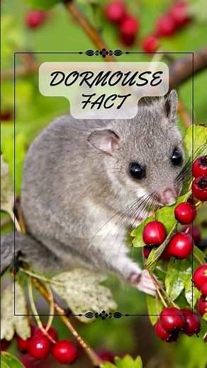 3 Dormouse Facts - 🌙 Secrets of the Slumber: Meet the Dormouse! 🐭