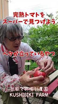 うまいトマト見つけ方#完熟トマト#大玉トマト桃太郎#津軽弁 #家庭菜園 #無農薬野菜 #有機野菜 #津軽弁 #自給率アップ #櫛引農園