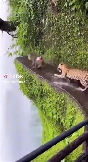 Vidéos de ba13 decor (@ba13decore) avec original sound - ba13 decor