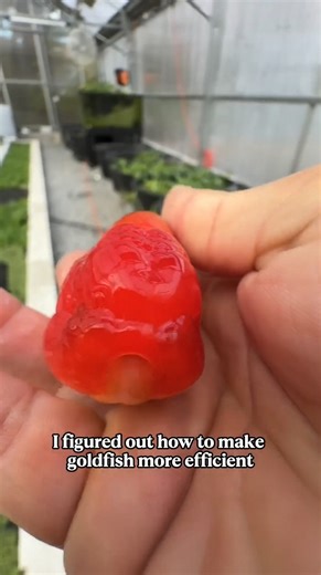 How to get goldfish to eat their waste and clean your tank naturally