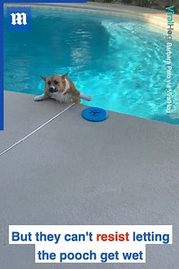 His little legs didn't stand a chance 😂 via ViralHog | Daily Mail Video