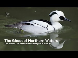 The Ghost of Northern Waters | The Secret Life of the Smew