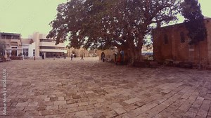 Ficus Sycomorus 1299 on the square in front of Lala Mustafa Pasha Mosque St Nicholas Cathedral