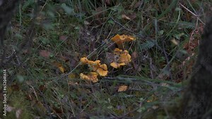 Foraging wild chanterelles in the woods, Scotland, UK