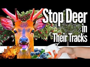 A Simple Way to Stop Deer in Your Garden