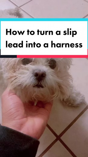 How to turn a slip lead into a harness #fyp #harness #littledogstuff