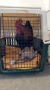 3.3K views · 74 reactions | This morning we were dismayed to discover...