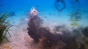 Cuttlefish Change Color, Shape-Shift to Elude Predators