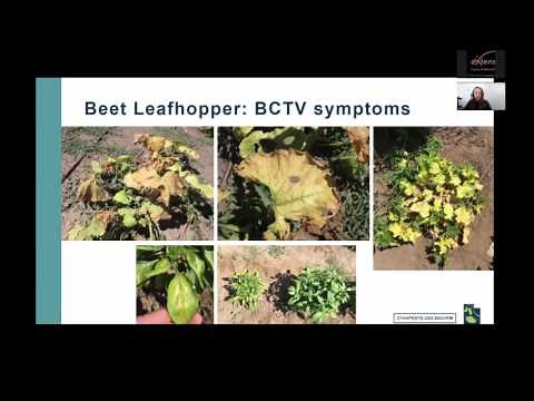 Common Insect Pests of Utah Vegetables - Identification