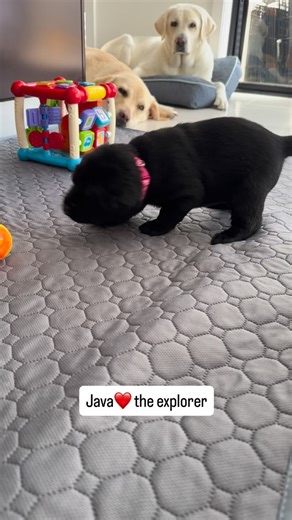 Ren Guide Dog on Instagram: "Java found her mumma’s milk bar at the end of the video 🎉. Video description: Java (black female puppy) walking on grey puppy pad with musical toys surrounding her. Ren (mumma) and Fifi (grandma), both yellow Labradors are laying down and watching Java in the background as she is walking towards them. At the end of the reel, Java found Ren for her lunchtime feed."