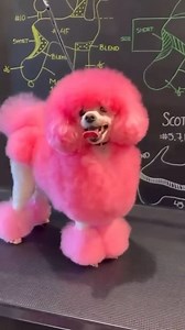 7.5K views · 134 reactions | Pink Poodle❤️ @gabrielfeitosagrooming #poodle #aboutpoodle #poodlelove #doghealth #toypoodle #puppies | About Poodle | Facebook