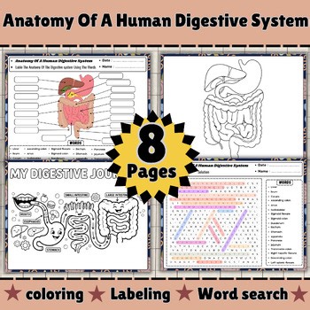 Anatomy of the Human Digestive System Worksheets | Science & Health Unit