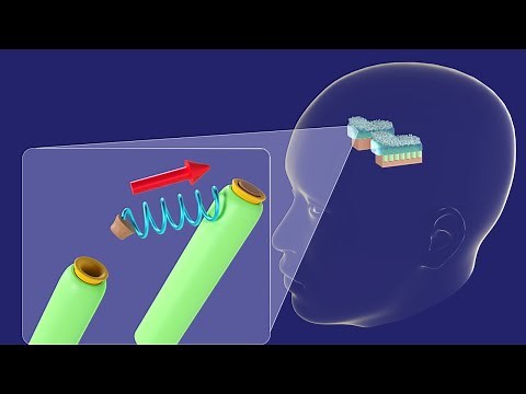3D Physiology of Utricle and Saccule - Vestibular System - 3D Ear Embryology Part 3