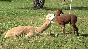 Alpacas mom and child are playing on a grass on a farm