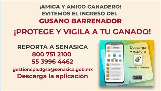 ¡Prevenir es proteger! ⚕️🪱🐄 En Guerrero, reforzamos las acciones para evitar la presencia del gusano barrenador del ganado, plaga que pone en riesgo la salud animal y la economía local. La prevención y detección temprana son clave para erradicar esta plaga y proteger el campo guerrerense. ¡Juntos cuidamos la salud animal! ✅💪🏼🐄 | Digital Guerrero
