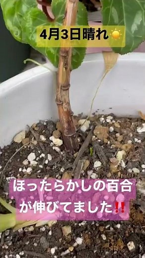★2022年4月3日去年植えた百合の芽🌱が伸びていました！