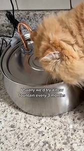 6 Months Later… Still the Best Cat Fountain I’ve Ever Had! | KittySpout