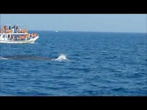 Blue whales in Mirissa