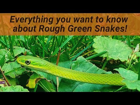 Green Terror of the invert world! (Rough Green Snake)