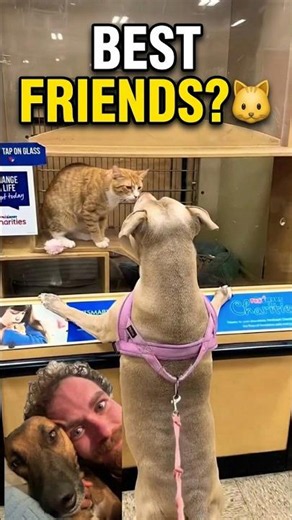 Nobody Expected the Cat to Do This to the Dog #funny #pets #shorts
