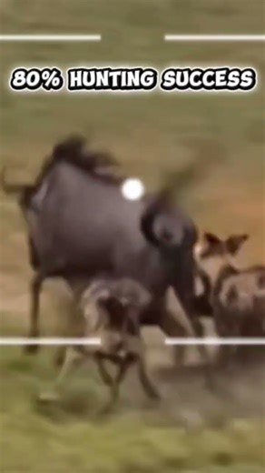 African Wild Dogs Are the Most Brutal Hunters in Nature