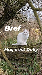 234K views · 112K reactions | Enchantée, Dolly, aka Dodo la sanguinaire !  Il était grand temps que je me présente vu que c'est moi la boss sur ce compte... Ils parlent de rénovation, de jardinage, de résilience, d'autonomie, d'écologie... Mais le sujet principal, faut se l'avouer, c'est moi  Beaucoup me reconnaissent mais seulement quelques uns connaissent mon histoire, alors la voici Bref, moi c'est Dolly ! | Les Résilients - Elora et Simon | Facebook