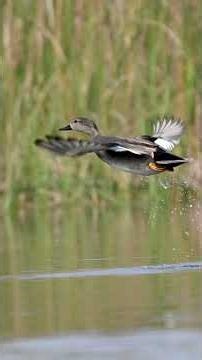 138.Gadwall
