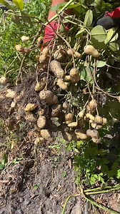 Growing peanuts is very low maintenance and can improve your poor soil by both adding nitrogen and reducing impaction. They suppress weeds and provide an abundance of tasty protein! #growingpeanuts #peanuts #growingfood #peanutharvest #gardenharvest #🥜 | The Zen Hen and The Honey Bee Farm