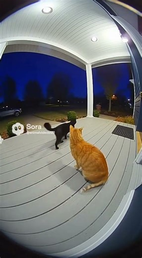 Amazing Cat Jumping Over Cat!