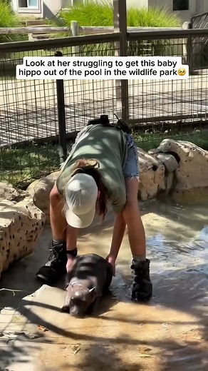 Wildlife Rescuers on Instagram: "Mars is a baby pygmy hippo born on June 26, 2025, at Tanganyika Wildlife Park to parents Pluto and Posie. He weighed just 14 pounds at birth and is already growing fast, now around 30 pounds. Named through a public vote to match his dad’s planetary theme, Mars is one of fewer than 450 pygmy hippos in human care worldwide. He’s quickly become a fan favorite thanks to his playful zoomies, naps, and silly pool-time moments with his mom. Video credit goes to @tangany