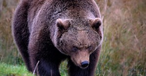 Limburgse Nathalie (29) aangevallen door grizzlybeer: 'Ik heb mijn les geleerd'
