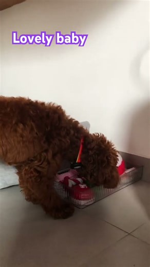 Lovely baby #poodle #puppy #doglife