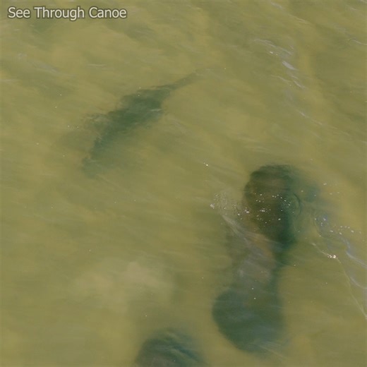 Sawfish meets Manatees in Tampa Bay. A rare moment when the paths of 2 very unique endangered species of animals converge and they come face to face, or in this case, saw to snout. Sawfish are critically endangered globally while manatees are listed as threatened on the endangered species list. I was really excited to be able to find this sawfish again today, hanging out near some manatees. #nature #animals #Amazing #wildlife #ocean #florida National Geographic Animals BBC Earth | See Through Ca