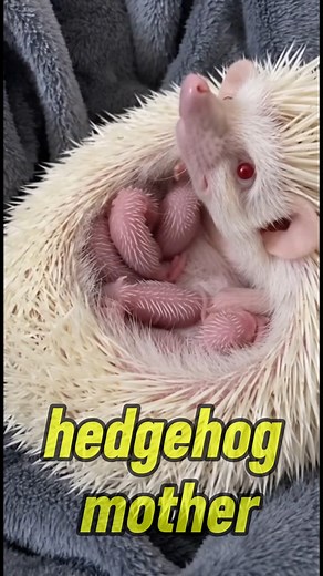 😍🦔 Rate 1-10 this clip?? Dedicated For Hedgehog Lover. #hedgehog | The Daily Hedgehog Show