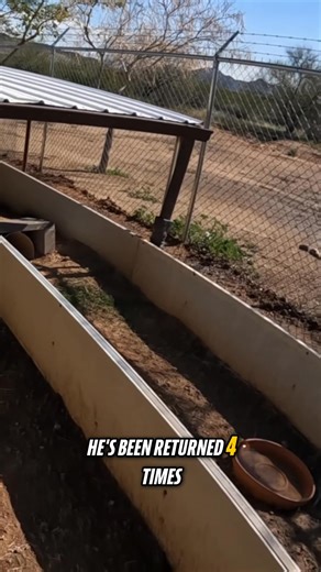 Some tortoises are more friendly than others. Will your backyard be Thanos' new home? Full video: https://youtu.be/QpdXdrhD_yE?si=O645yW3tOnLPkCAu | Rattlesnake Solutions